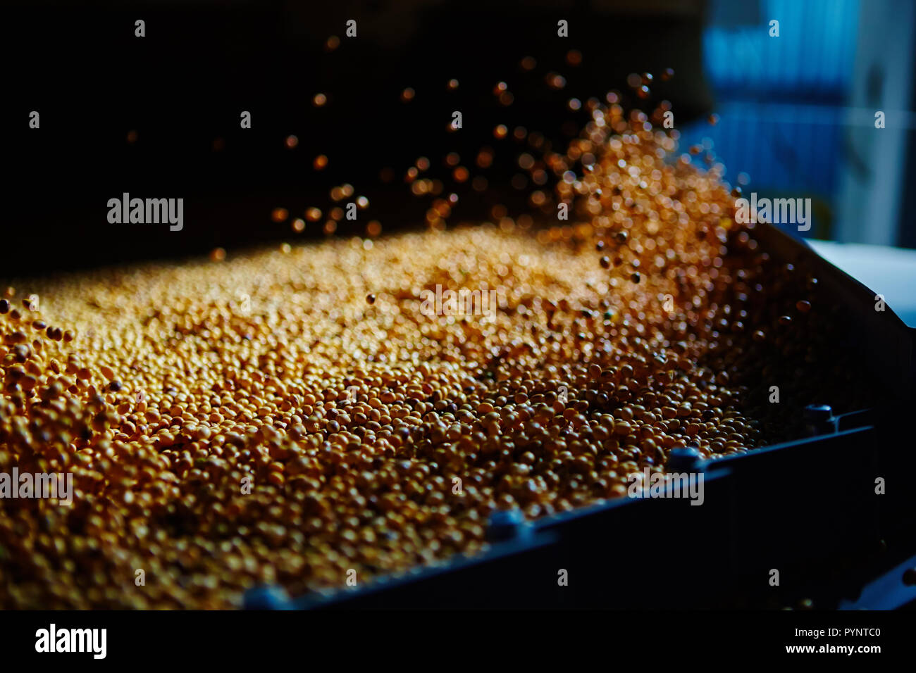 SoyBean Seed before crack. Shallow dof Stock Photo