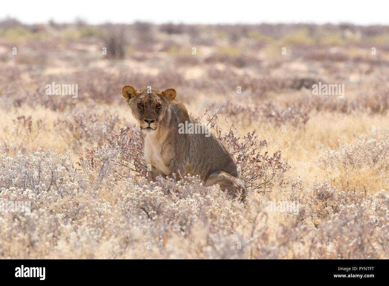 Beautiful female lion among hi-res stock photography and images - Alamy