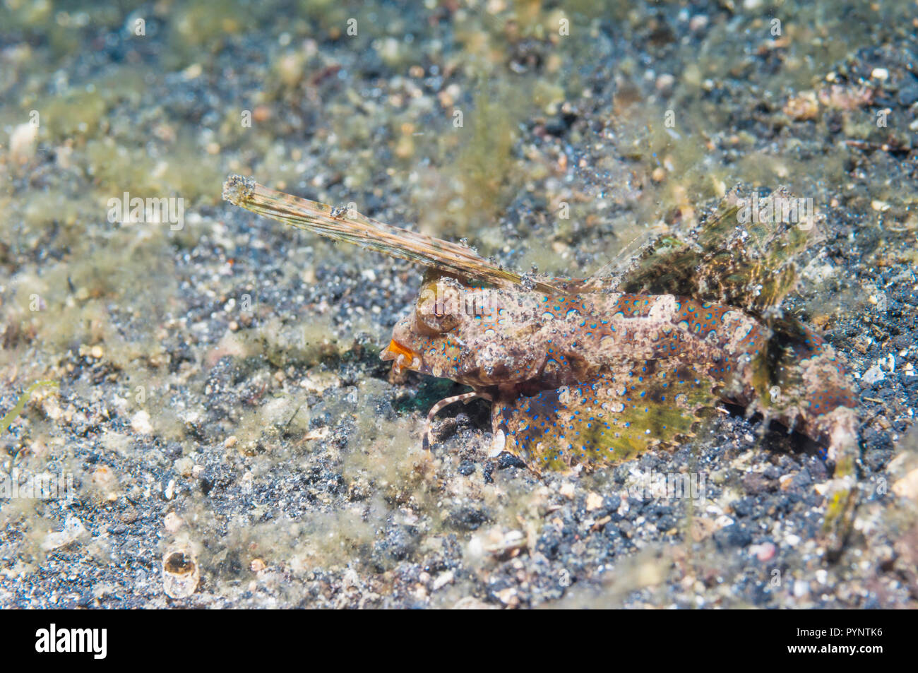 Fingered dragonet [Dactyolopus dactylopus].  Lembeh Strait, North Sulawesi, Indonesia. Stock Photo