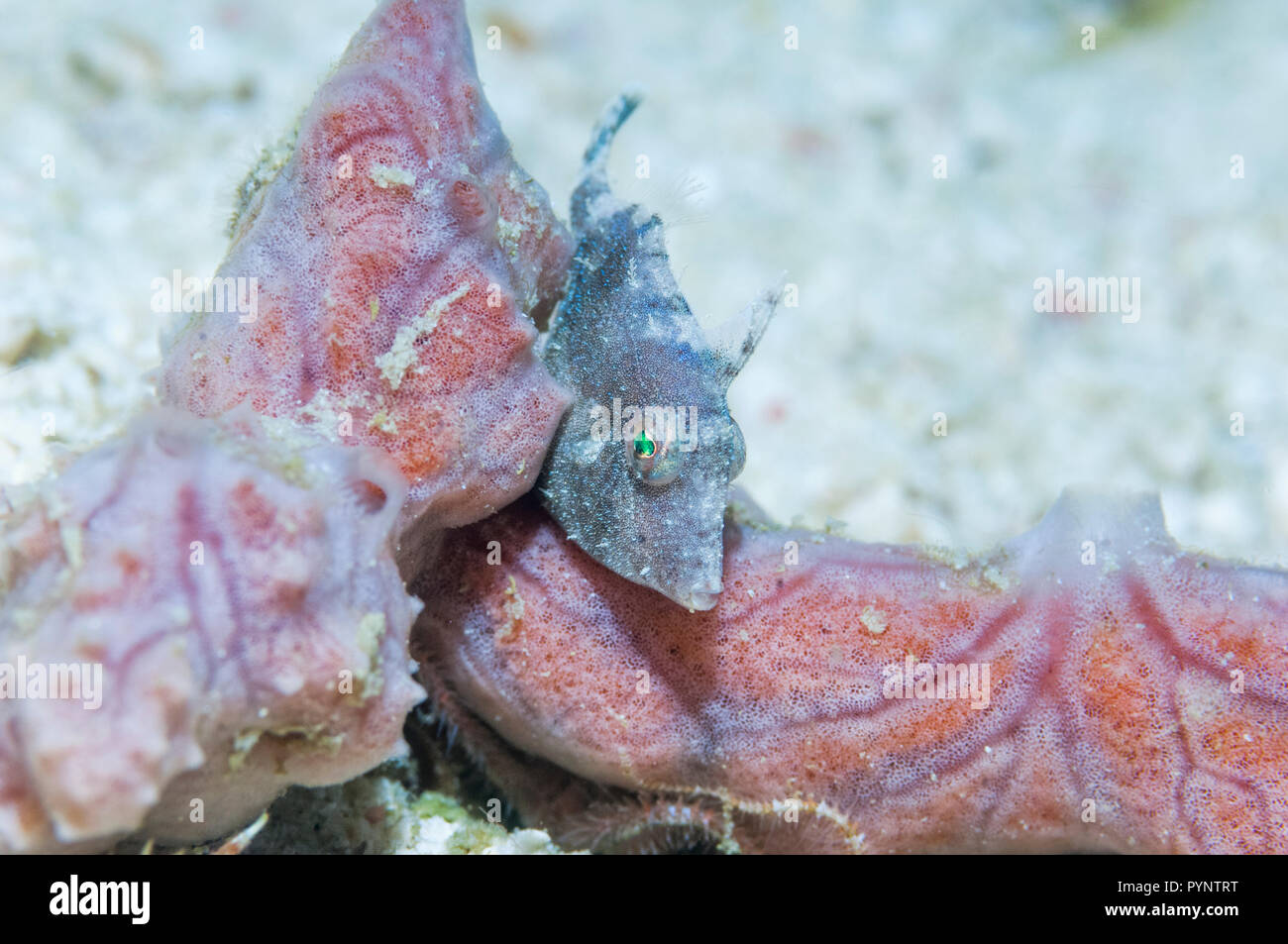 Filefish perched on a sponge.  Probably Seagrass filefish [Acreichthys tomentosus].  West Papua, Indonesia. Stock Photo