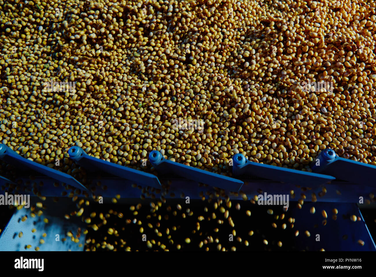 SoyBean Seed before crack. Shallow dof Stock Photo