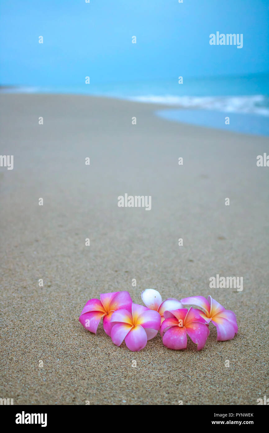 Bright Plumeria Tropical Flowers in Foreground with Sandy Beach and Ocean in Background Stock Photo