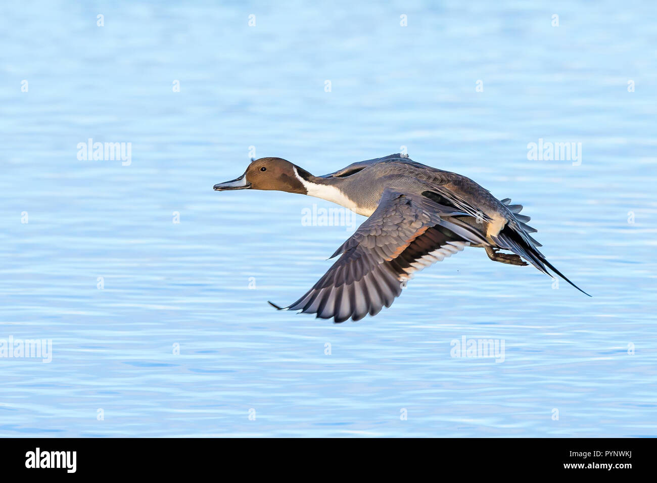 Northern pintail duck (Anas acuta) flying left over water, landing. Stock Photo