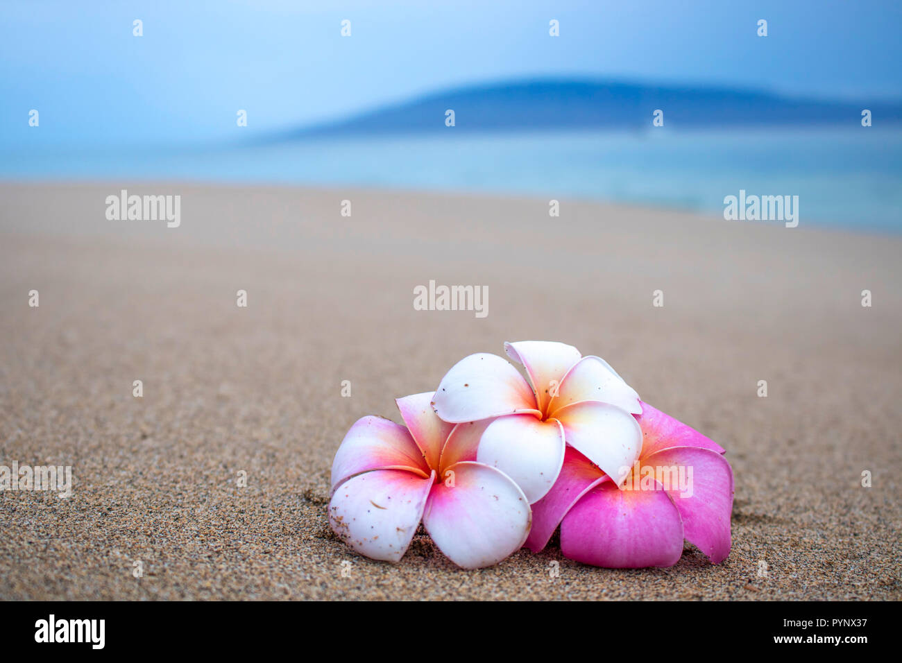 Three Brightly Colored Tropical Blossoms on Sandy Beach in Foreground with Island and Ocean on Horizon Stock Photo