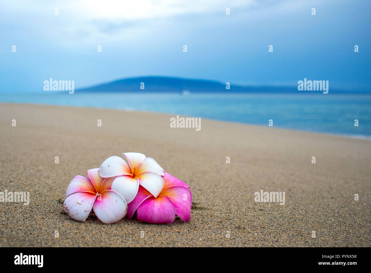 Three Tropical Flowers on Sand in Foreground with Ocean and Island on Horizon Stock Photo