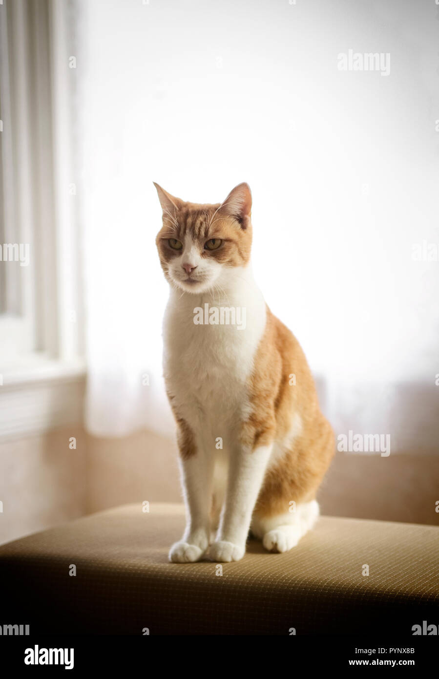 Cat On A Window Bench Stock Photo 223601739 Alamy