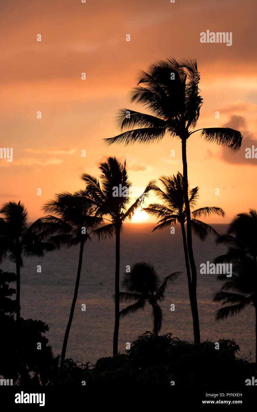 Palm Trees in Silhouette with Setting Sun at Ocean Horizon under Orange Sky Stock Photo