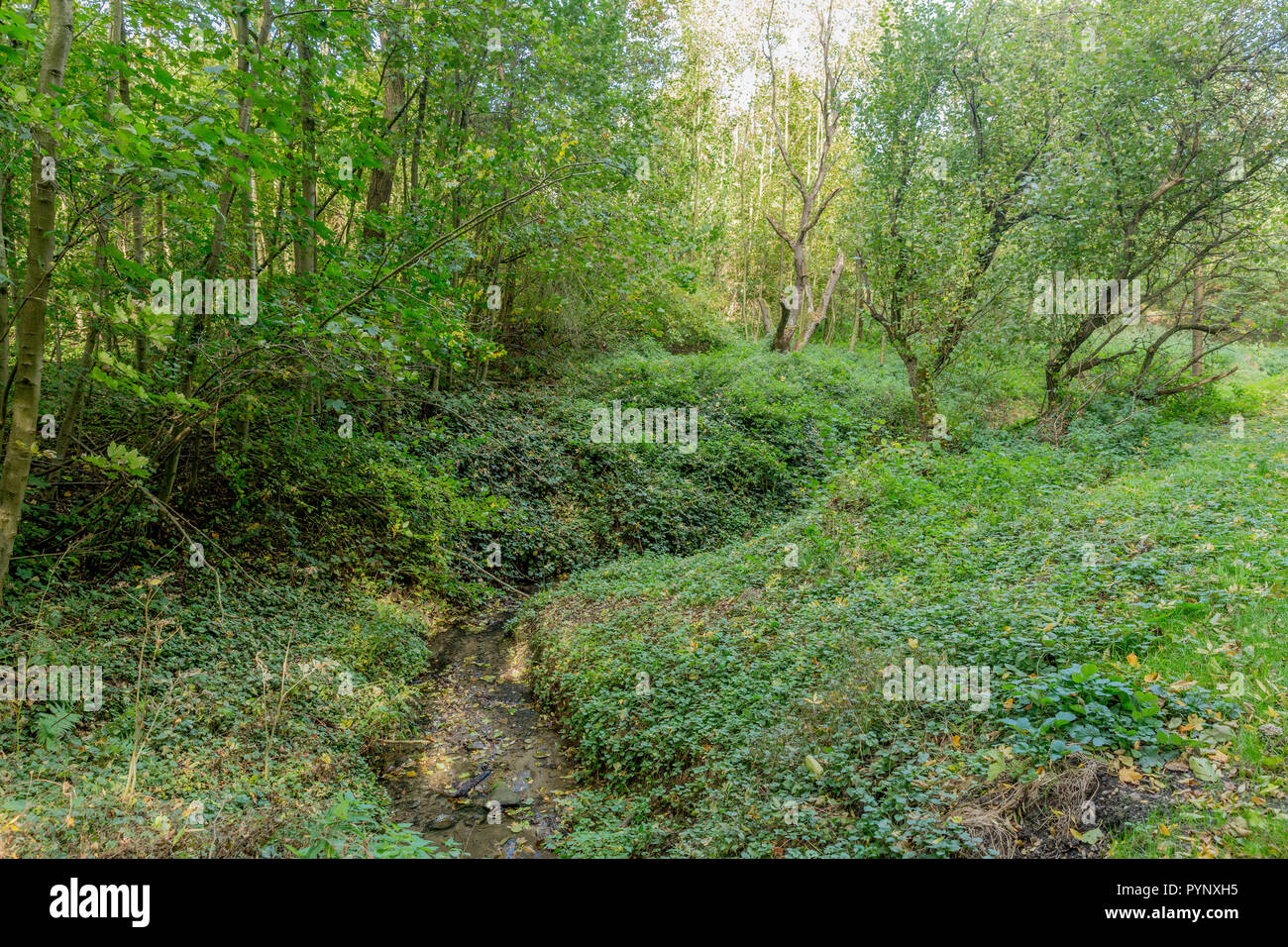 beautiful image of a stream in the forest on a sunny autumn day in Voerendaal South Limburg in the Netherlands Holland Stock Photo