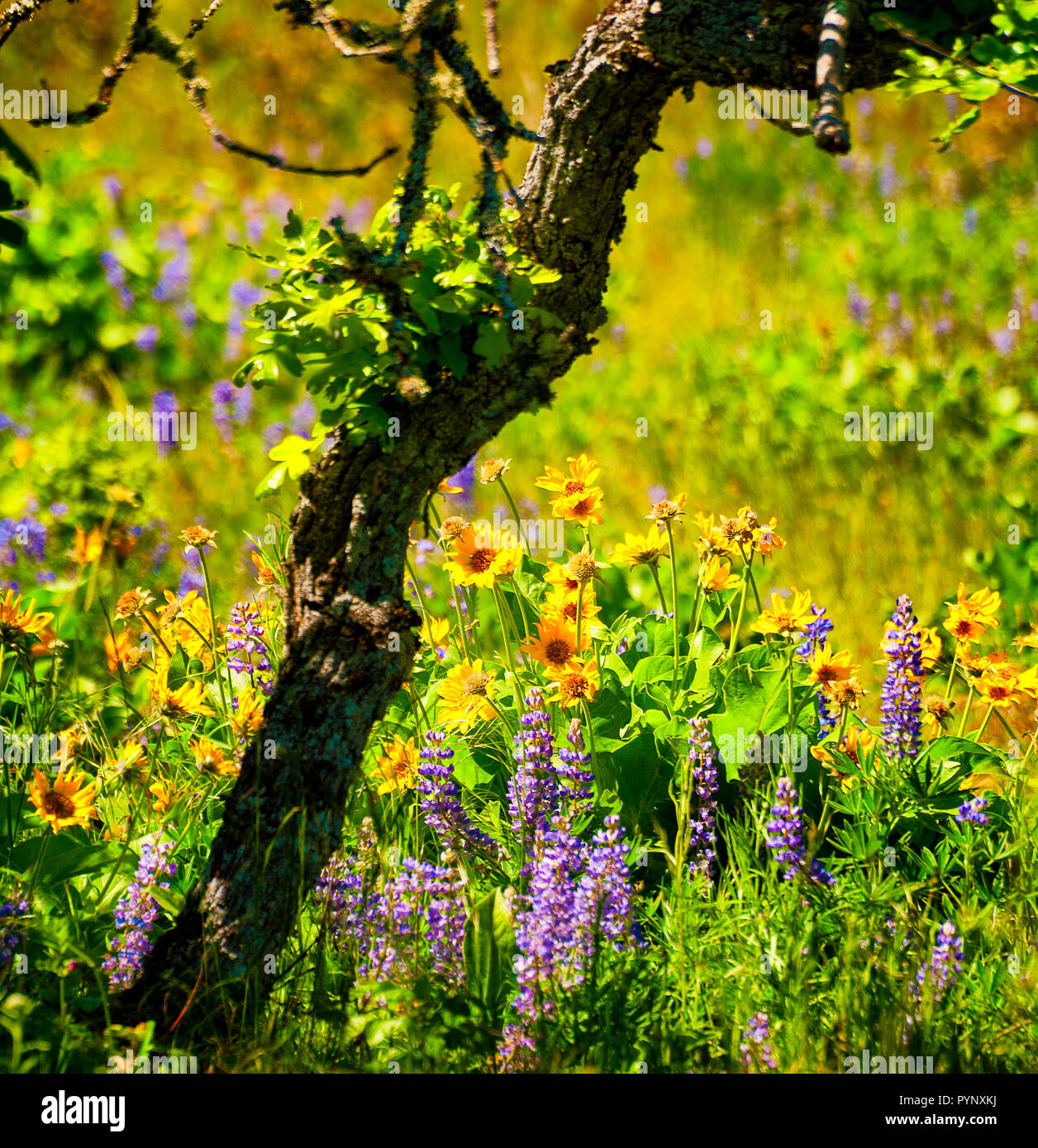 Wildflowers growing on Rowena Crest in the Columbia River Stock