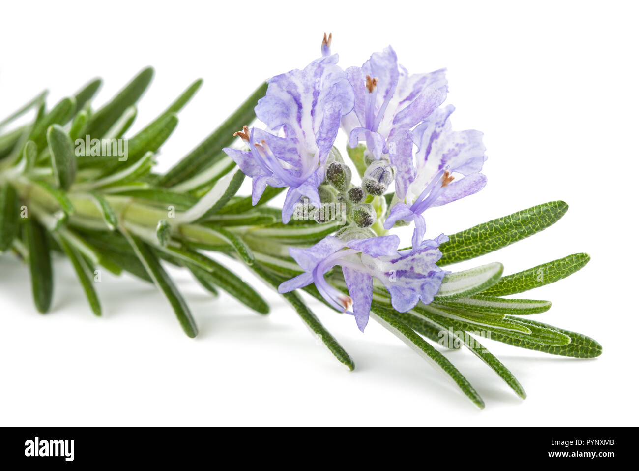 Rosemary flower hires stock photography and images Alamy