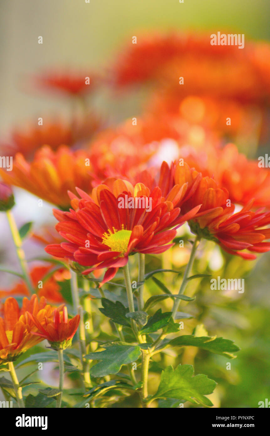 Chrysanthemum greens hi-res stock photography and images - Alamy