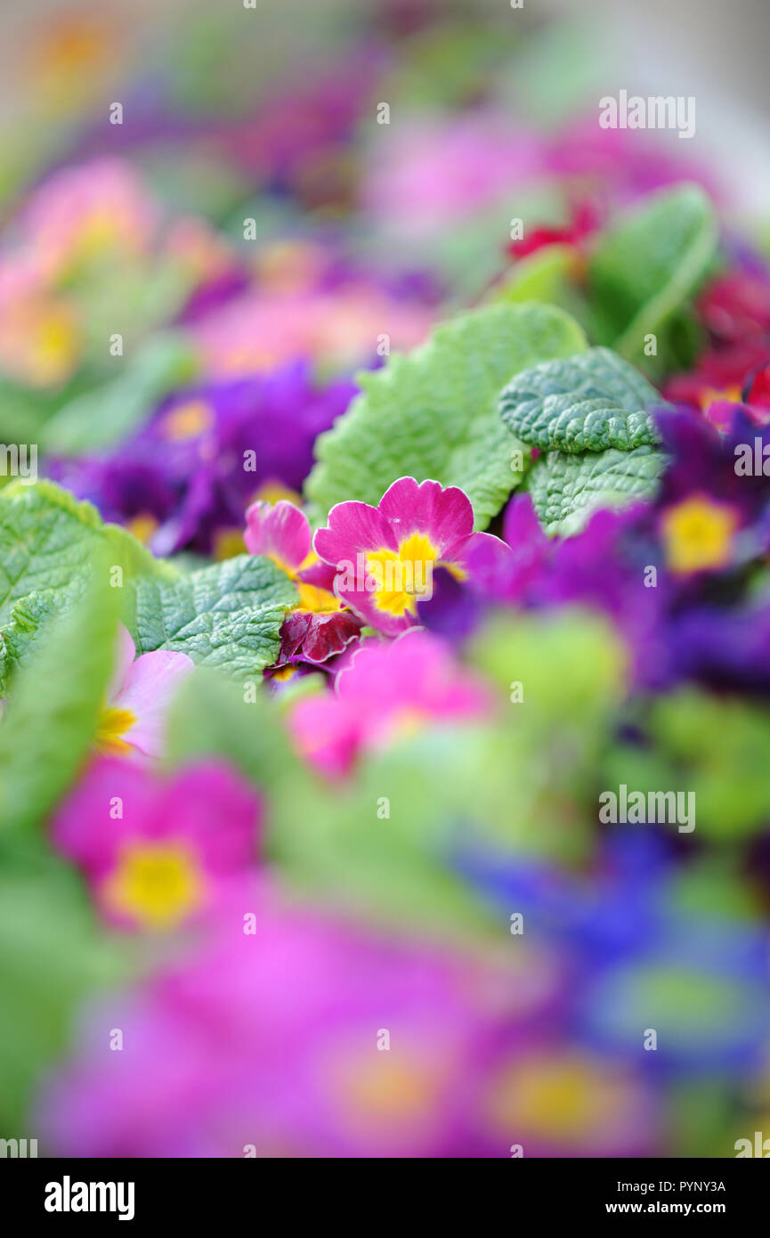 Primrose flowers sprouting in early spring Stock Photo