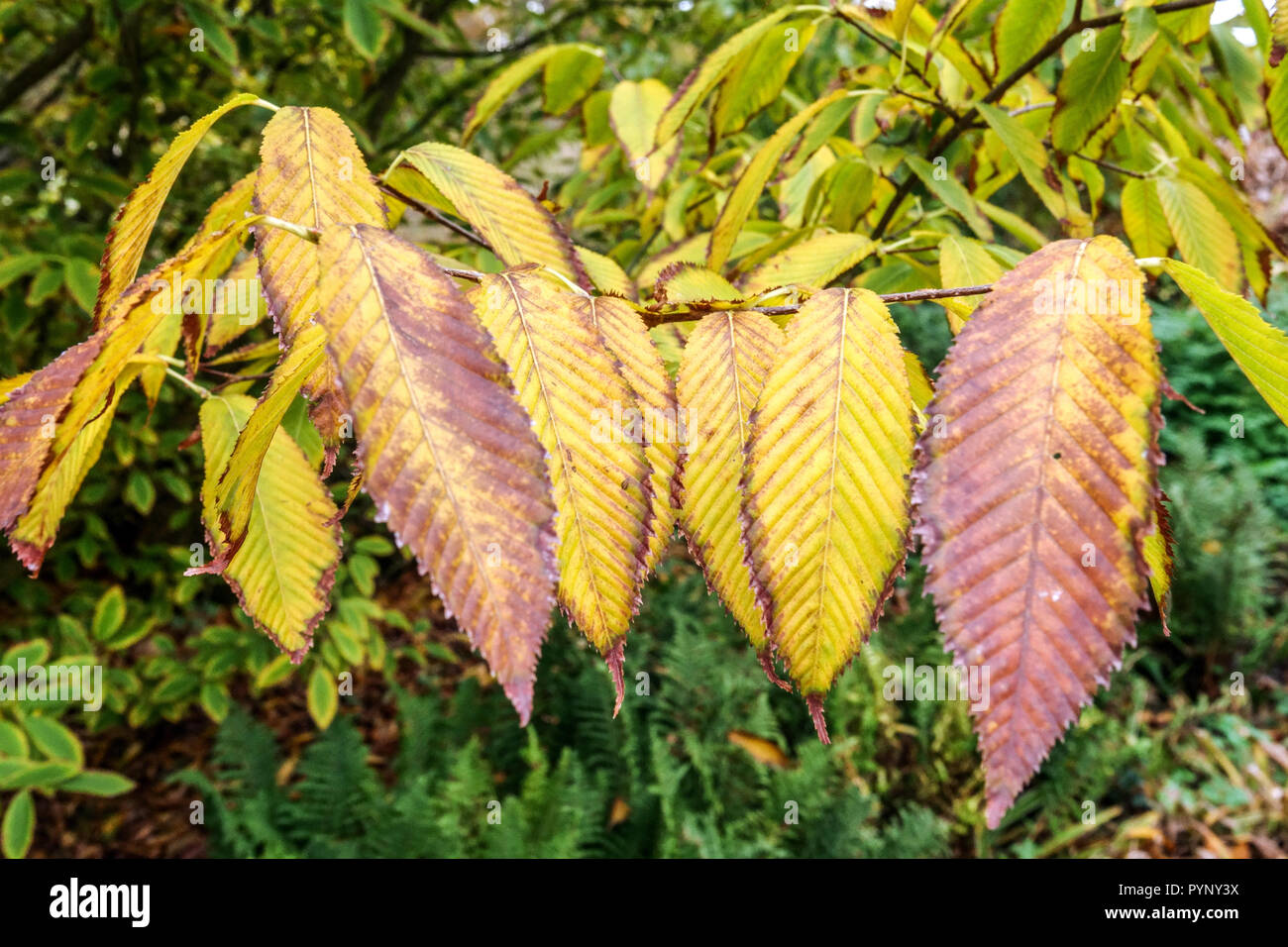 Hornbeam-leaved Maple, Acer carpinifolium Stock Photo
