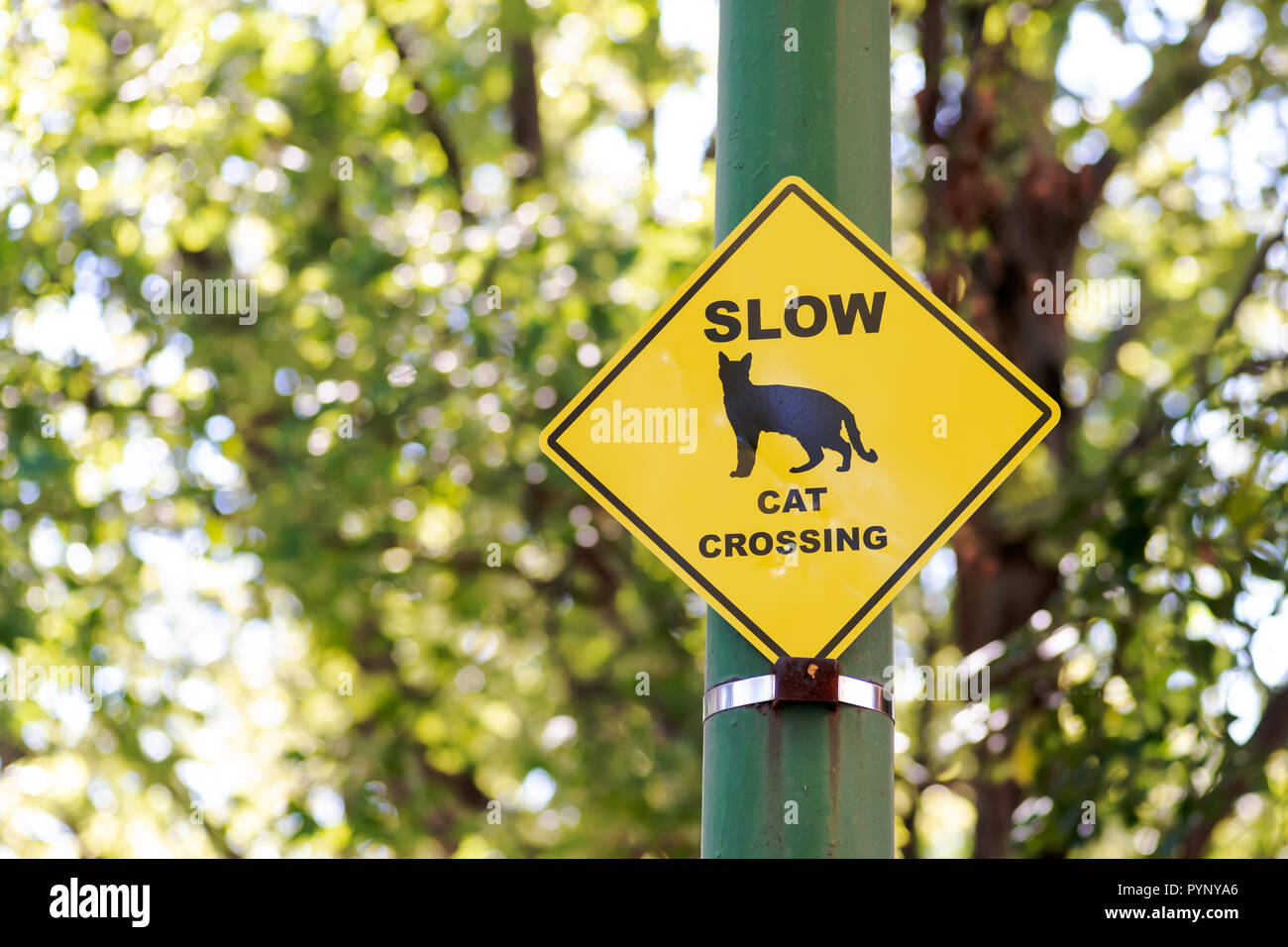 Cat Crossing Sign High Resolution Stock Photography and Images Alamy