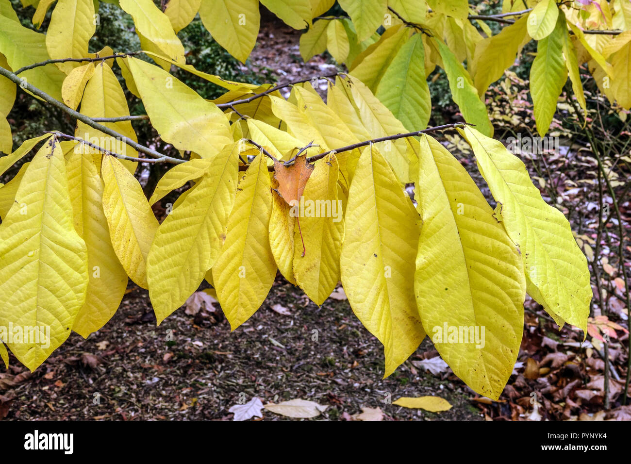 Uses For Paw Paw Leaves