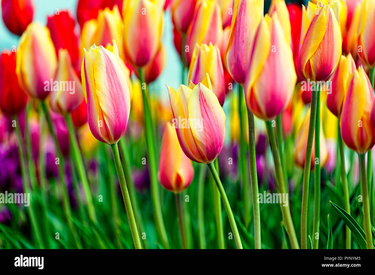 Variegated tulips hires stock photography and images Alamy