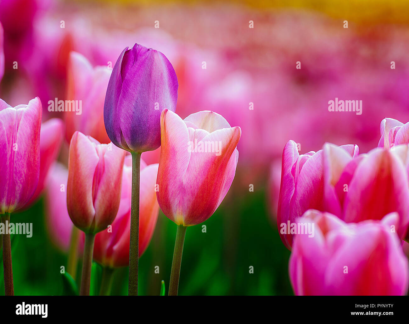 Row of tulips hi-res stock photography and images - Alamy