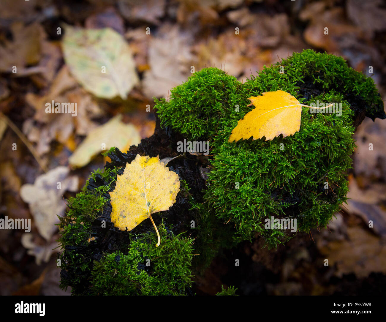 moss-covered stump in the autumn forest.October. fall. Stock Photo