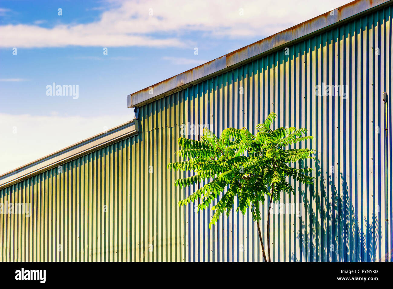A lone tree stands against a corrugated metal shed under blue skies with white clouds. Stock Photo