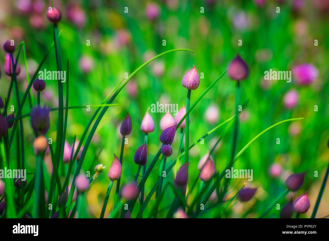 Delicate purple and pink chive buds on the ends of long green narrow stems in a spring herb garden. Stock Photo
