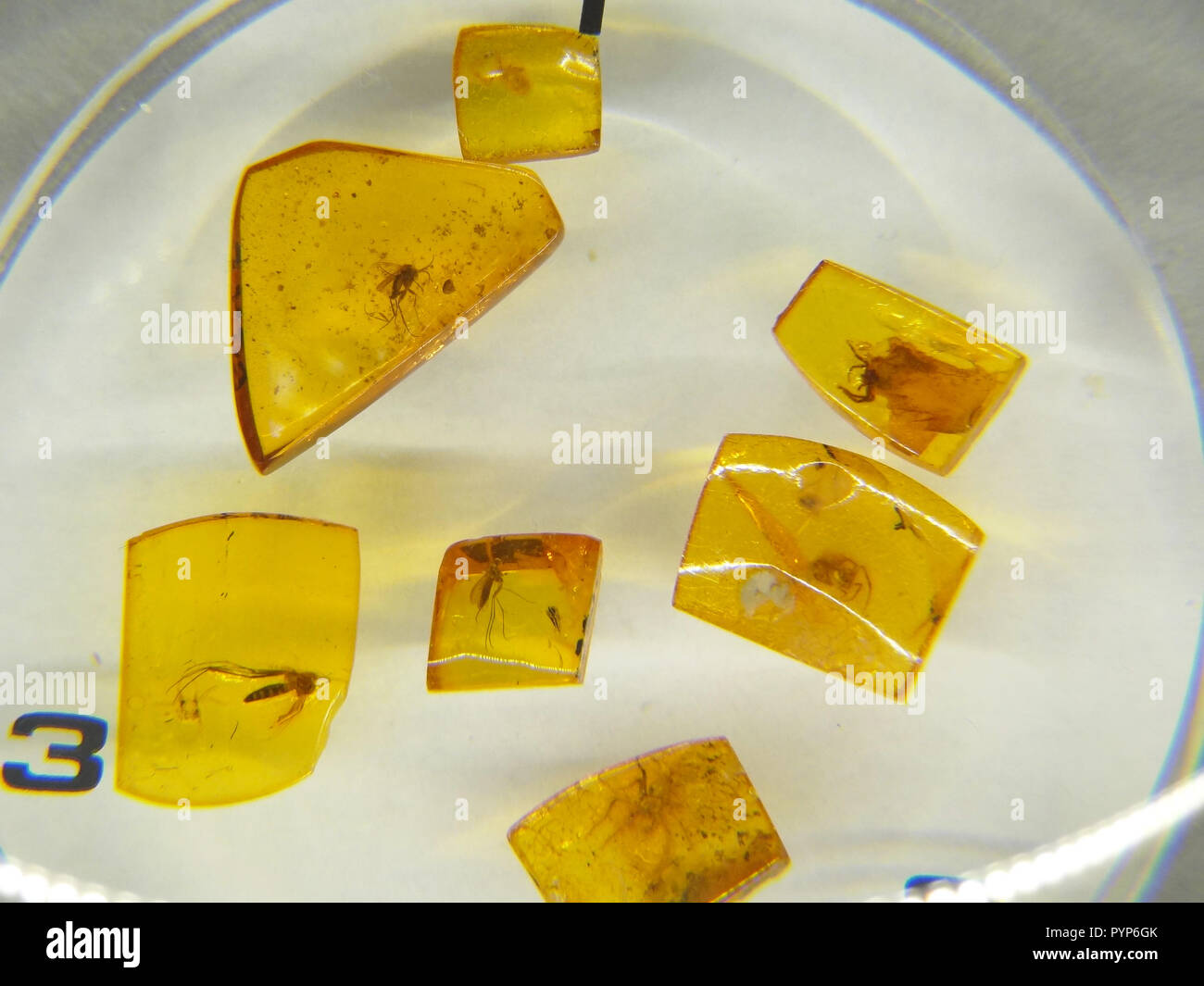 Insects trapped in amber hi-res stock photography and images - Alamy