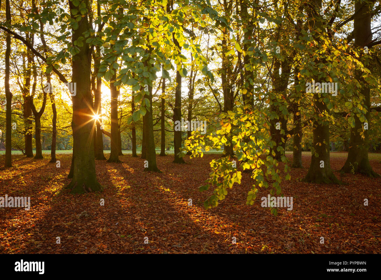Barton-upon-Humber, North Lincolnshire, UK. 29th Oct, 2018. UK Weather: Late evening light on Beech Trees in Baysgarth Park in Autumn. Barton-upon-Humber, North Lincolnshire, UK. 29th Oct, 2018. Credit: LEE BEEL/Alamy Live News Stock Photo