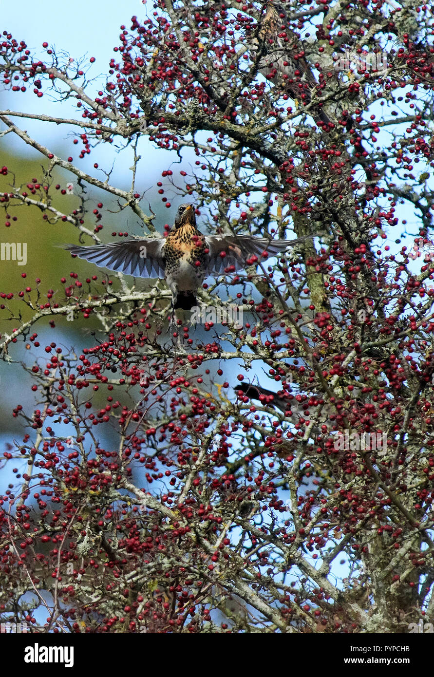 Llanwrthwl, Wales, UK. 29th Oct, 2018. A mixed flock of several thousand migratory Thrushes stop off to feed up on hawthorn berries near the Elan Valley. The flock was made up of Mainly Fieldfare [Turdus pilaris] with some redwing [Turdus iliacus] Credit: Phillip Thomas/Alamy Live News Stock Photo