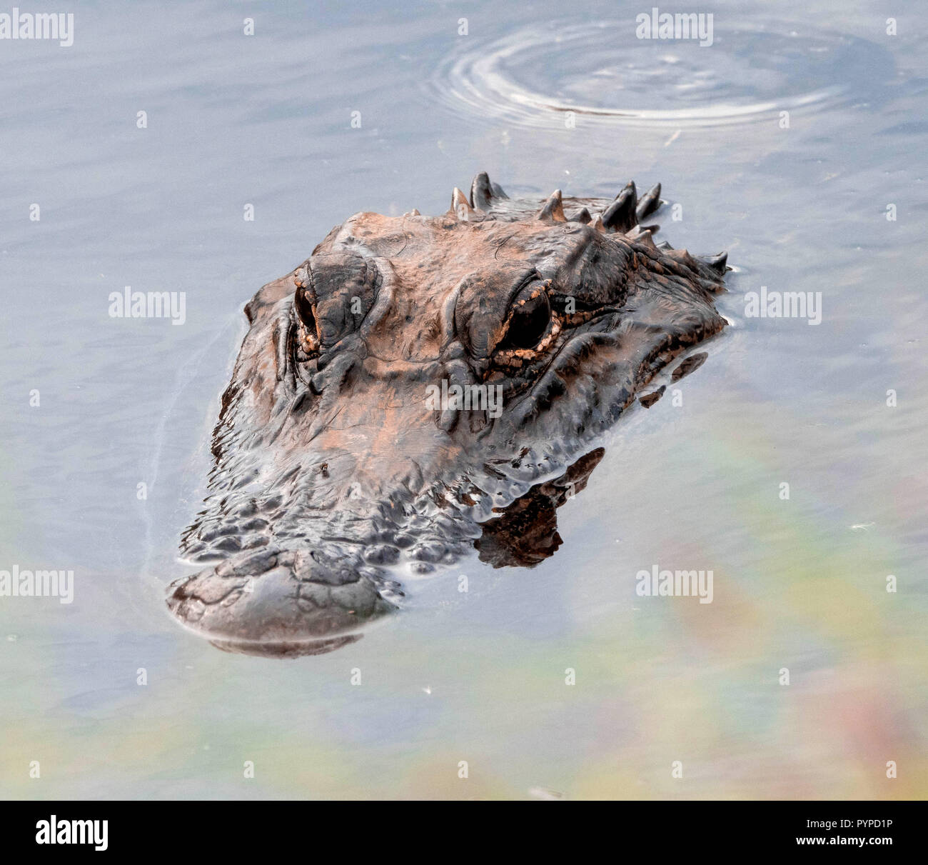 Aligator ( A mississippiensis ) in characteristic swimming position with head just above the water - Savannah National Wildlife Refuge S Carolina USA Stock Photo