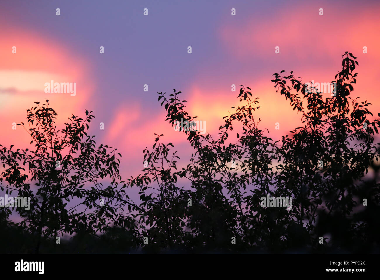 Asia tree savannah sunset hi-res stock photography and images - Alamy