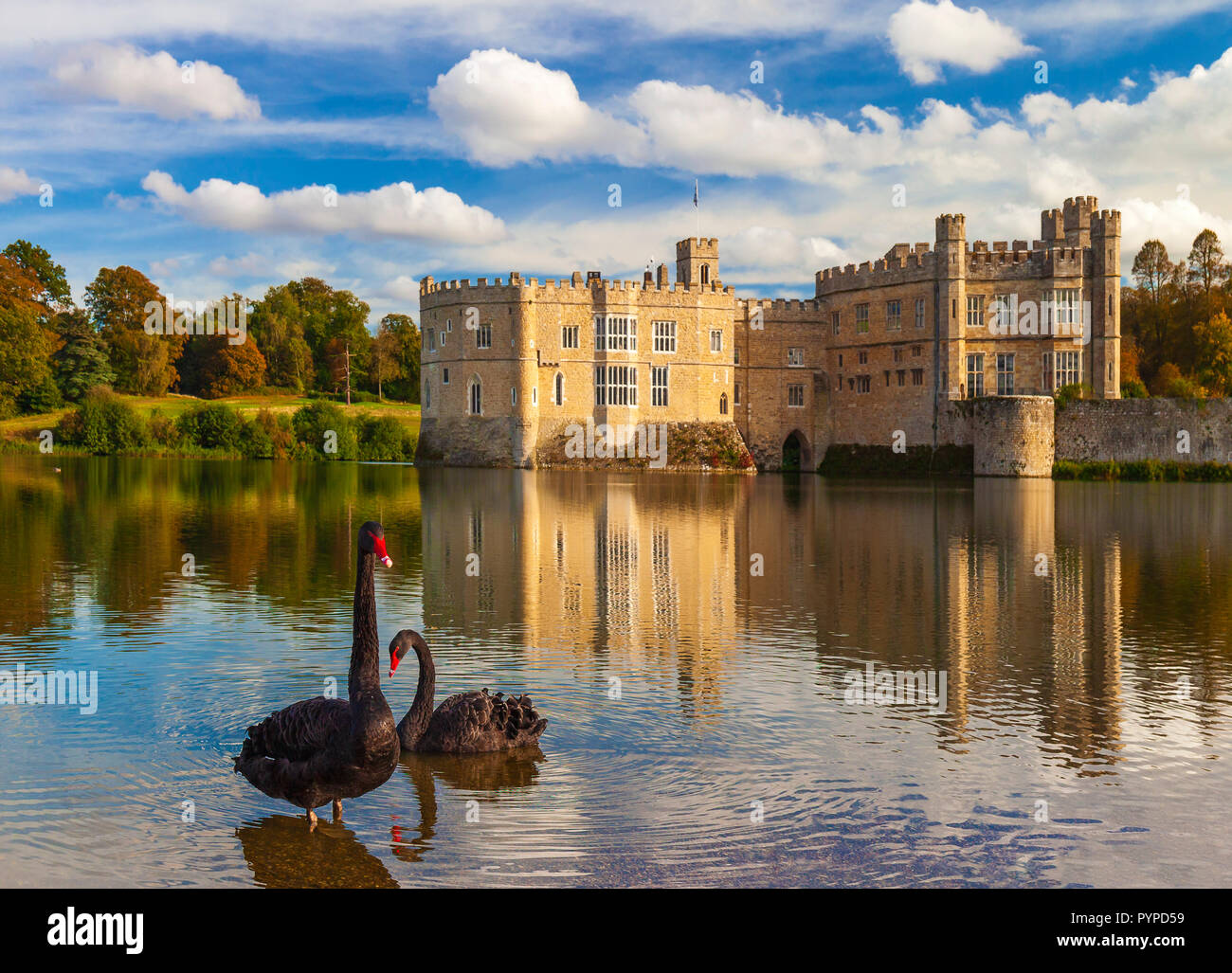 Black Swans on Leeds Castle lake. Stock Photo