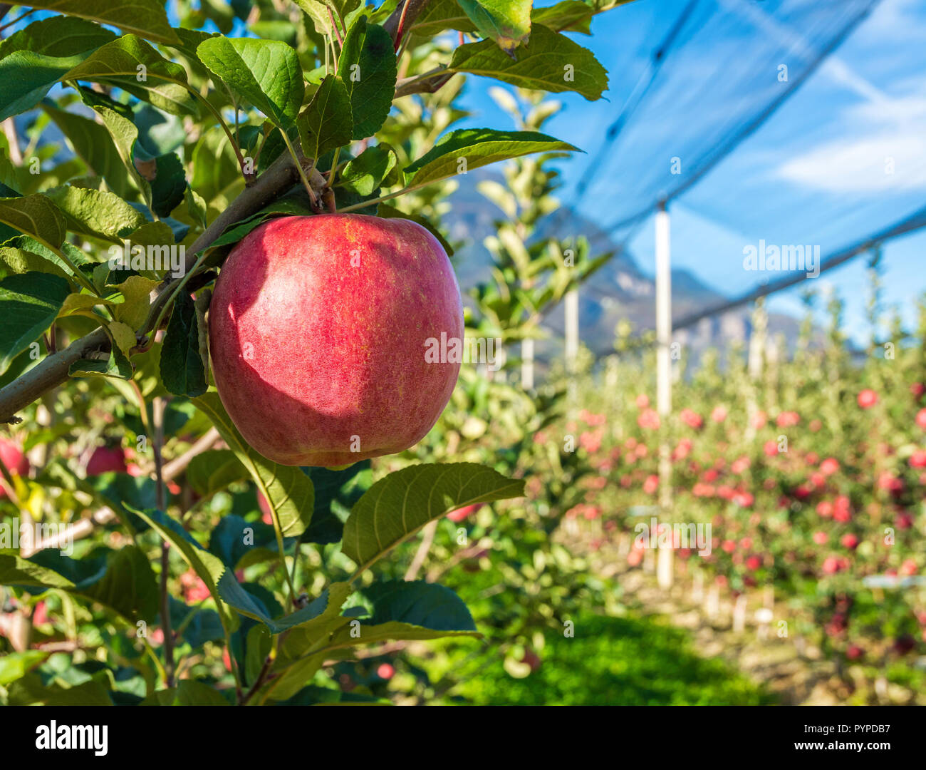 Pink lady apple hires stock photography and images Alamy