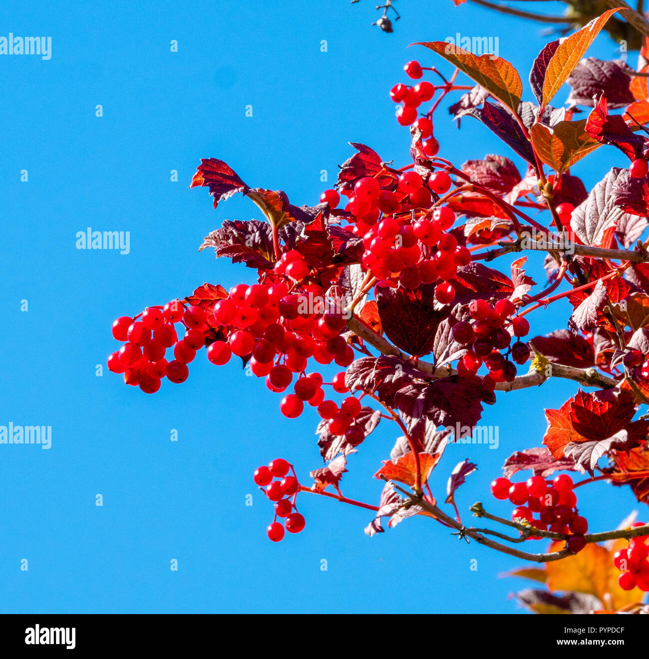 Vibrant red berries of guelder-rose tree Viburnum opulus against a clear blue sky - Somerset UK Stock Photo