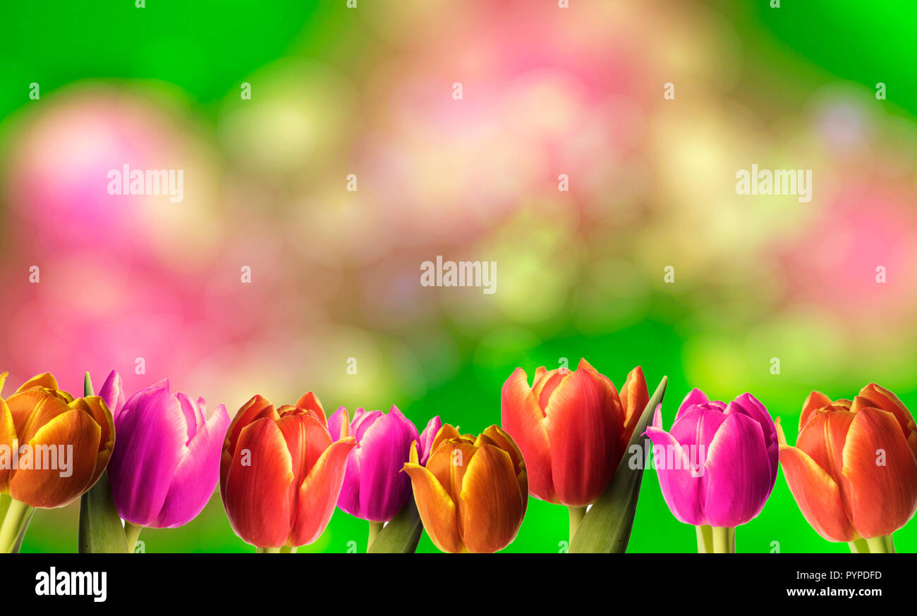 colorful spring background with tulips and place for text Stock Photo ...