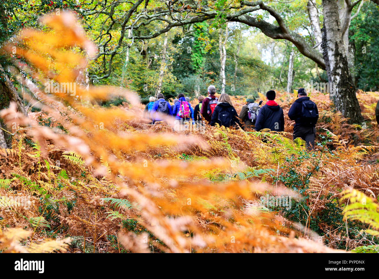 New forest walking festival hires stock photography and images Alamy