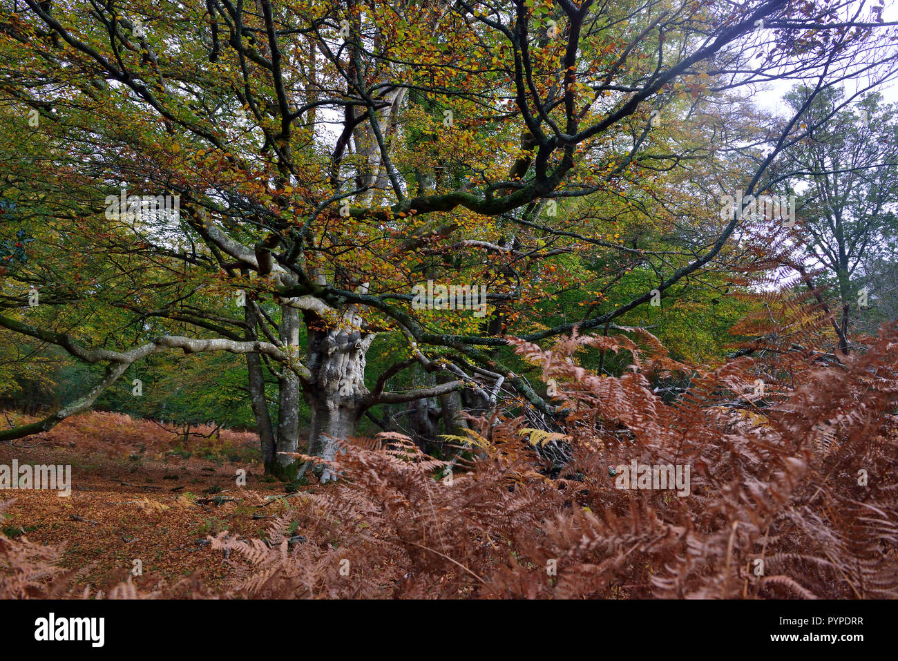 woodland scene of ancient oaks and beech trees ,living and fallen in the new forest Stock Photo