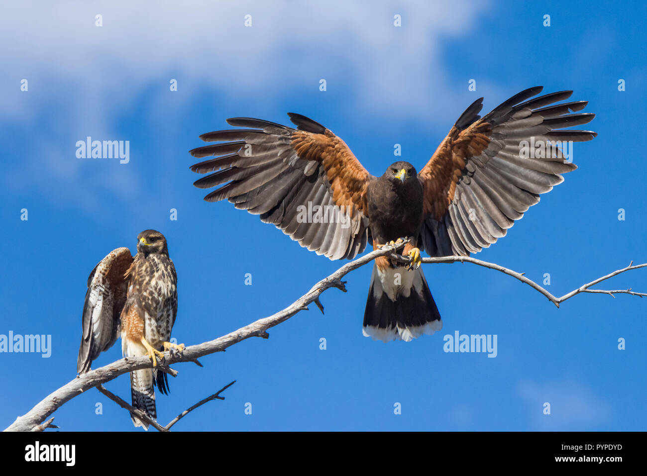 Two Harris Hawks (Parabuteo unicinctus), one immature  and one adult, perched on a tree branch with wings spread against a blue sky in the Sonoran Des Stock Photo