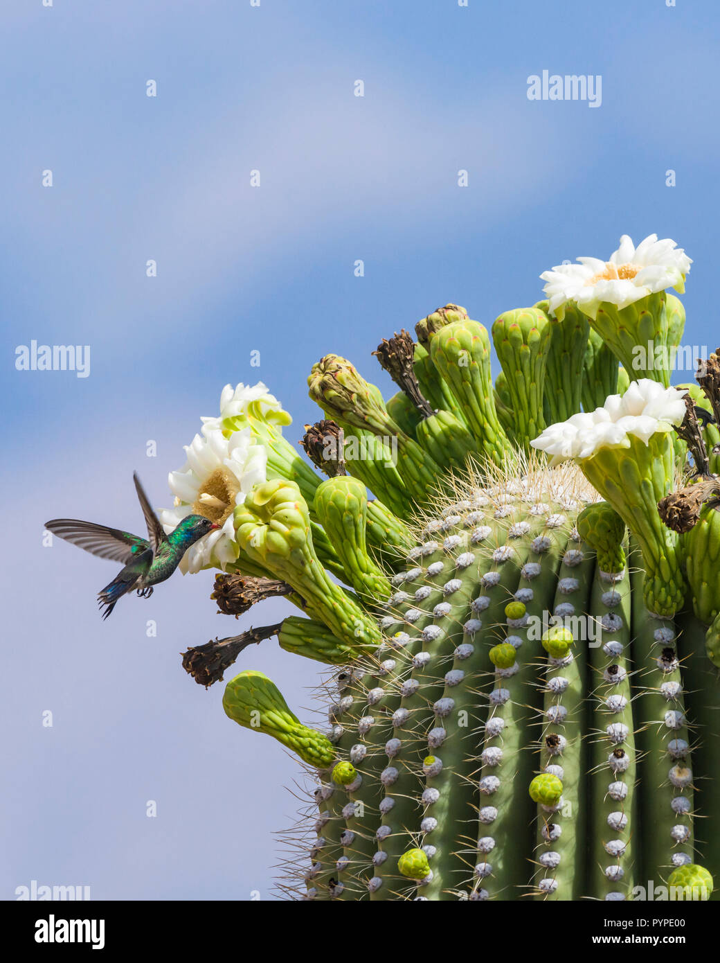 A Broad-billed Hummingbird (Cynanthus latirostris) feeding on nectar from the flowers of the Saguaro (Carnegiea gigantea). Tucson Stock Photo