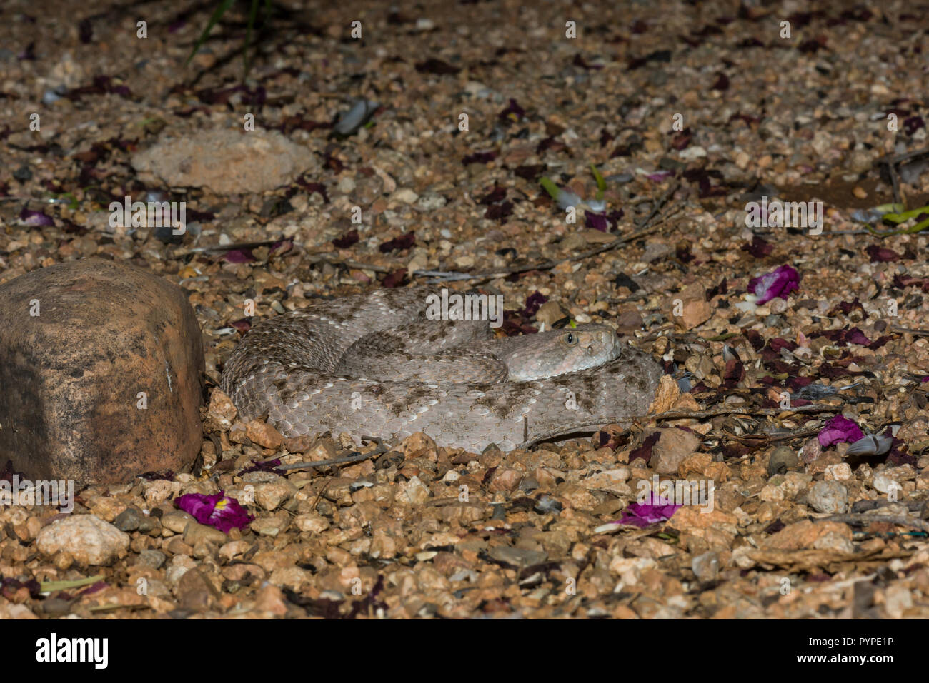 A Western Diamondback rattlesnake (Crotalus atrox) lays in wait at night, hunting for birds or rodents (Arizona) Stock Photo
