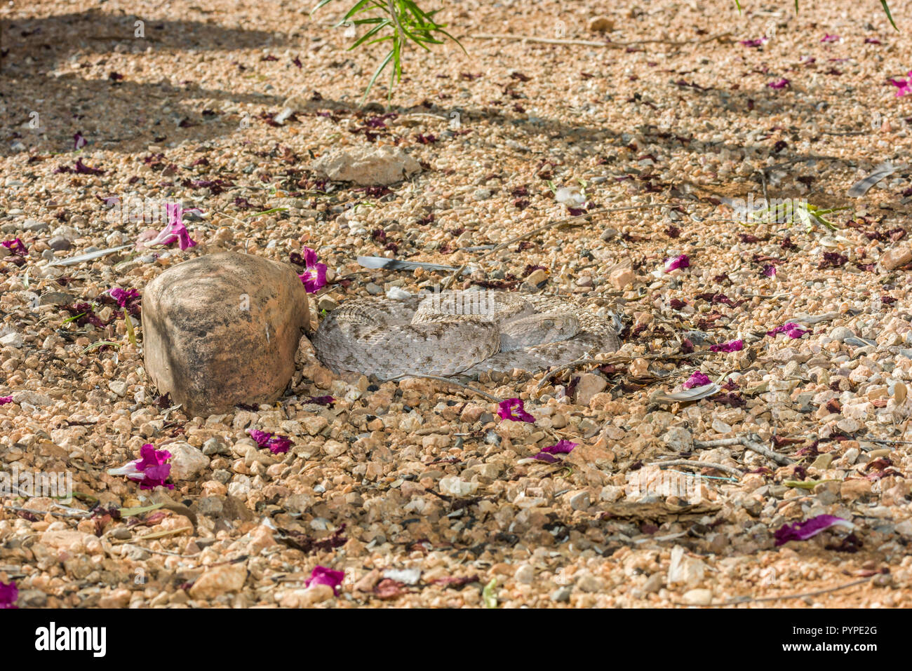 Crotalid viper hi-res stock photography and images - Alamy
