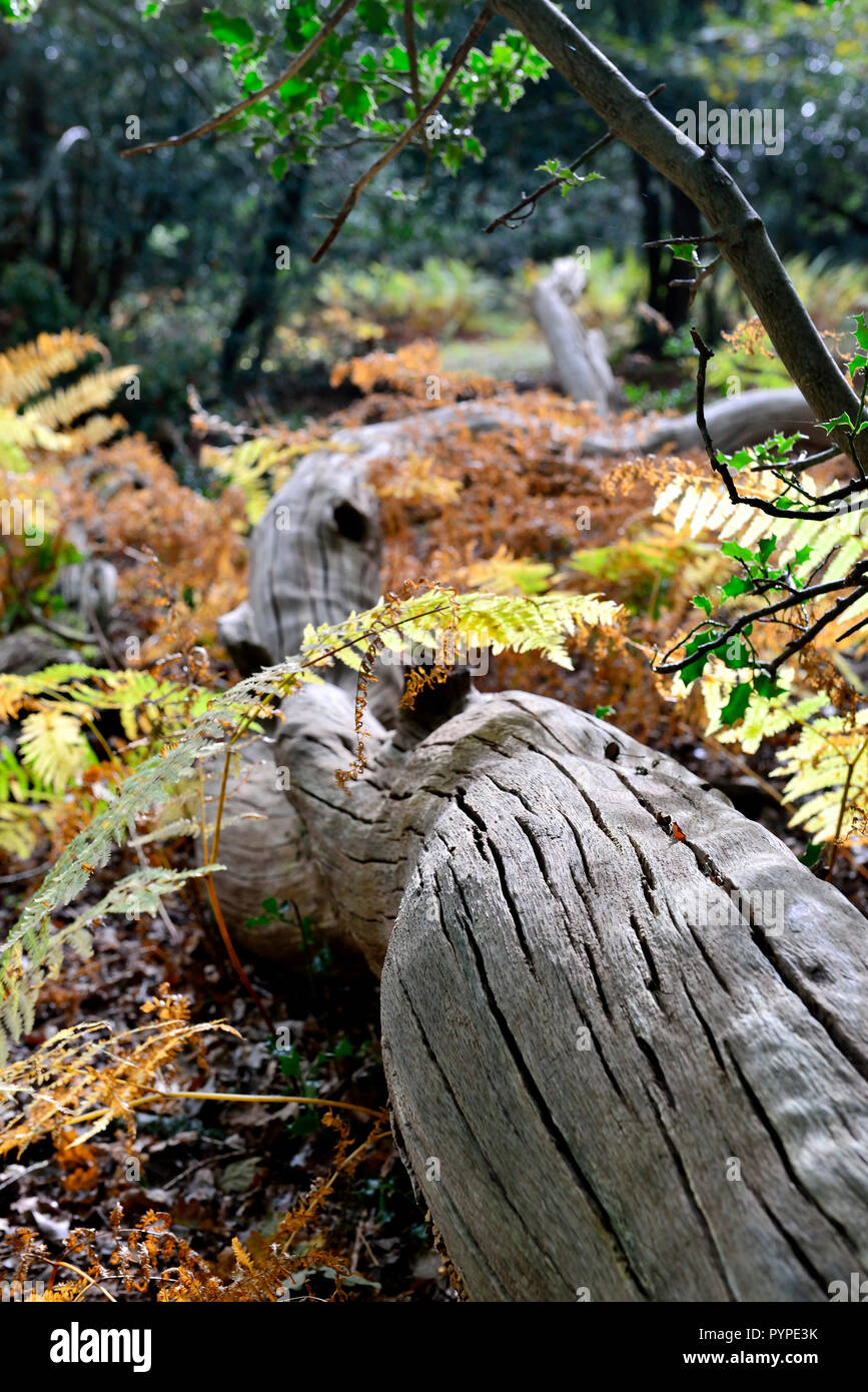 woodland scene of ancient oaks and beech trees ,living and fallen in the new forest Stock Photo