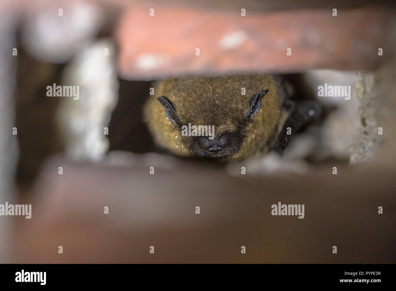 Little brown bats hibernating hires stock photography and images Alamy