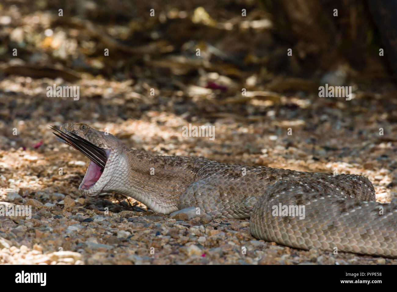 Crotalid viper hi-res stock photography and images - Alamy