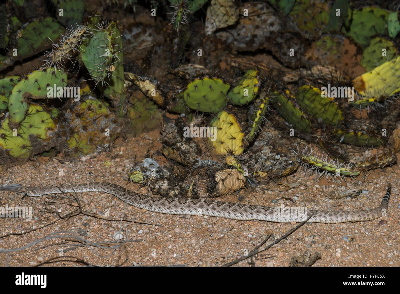 Pit vipers hires stock photography and images Alamy