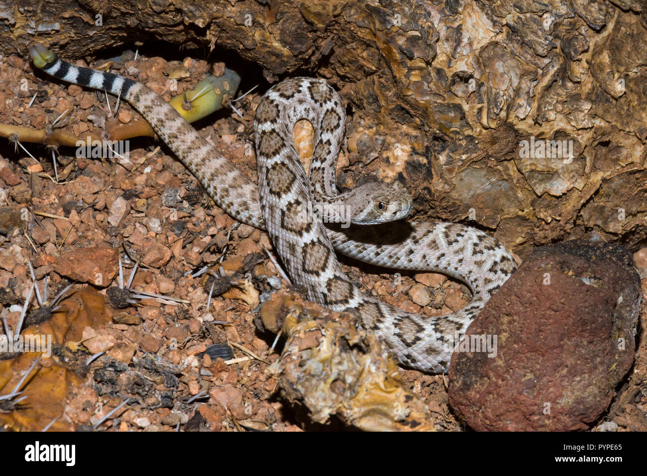 A juvenile Western Diamondback rattlesnake (Crotalus atrox) hunting in the Sonoran Desert. At