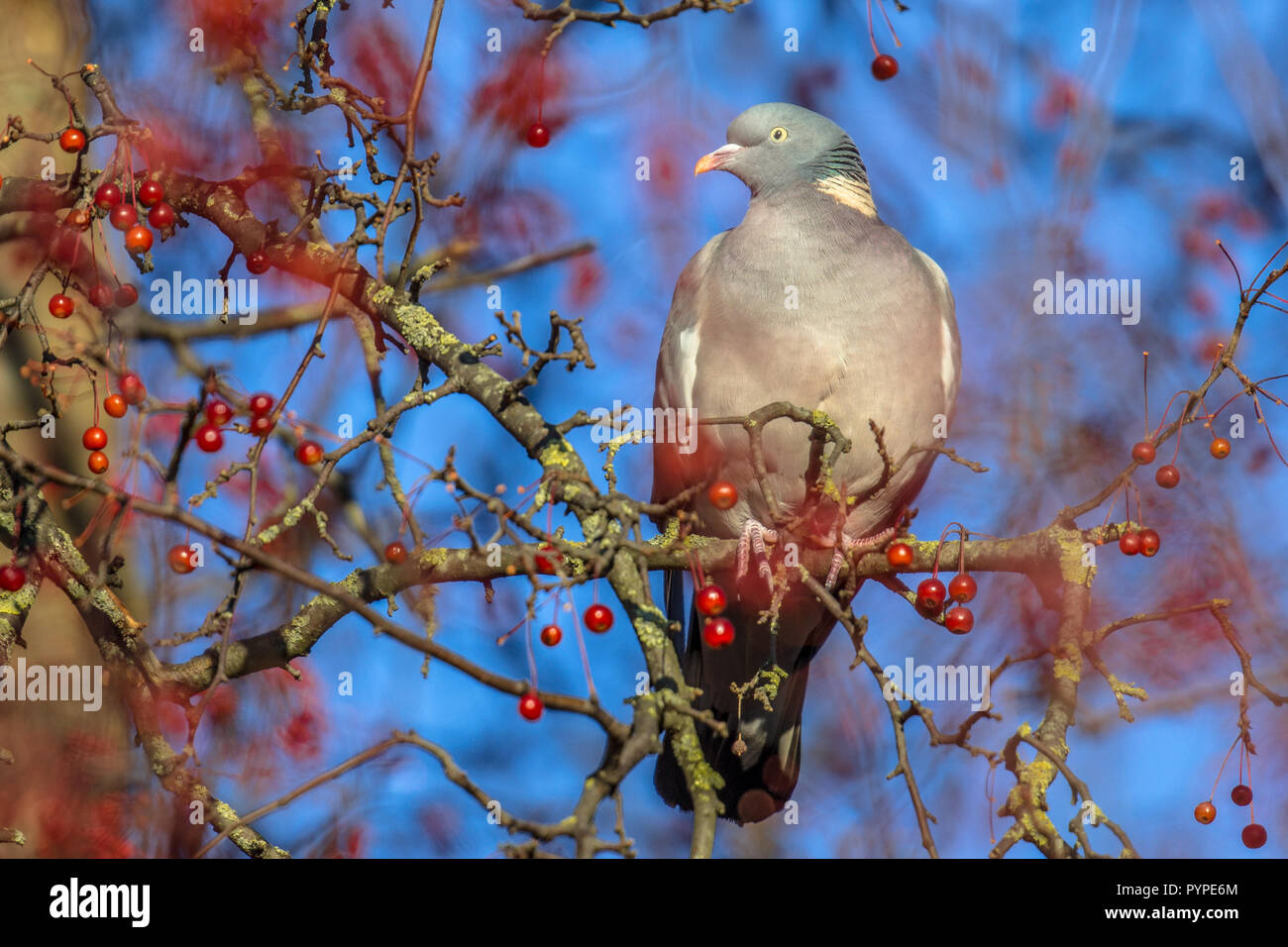 Wood pigeon (Columba palumbus) perched in tree while feeding on berries. Many resident birds forage on berry trees to survive winter. Stock Photo