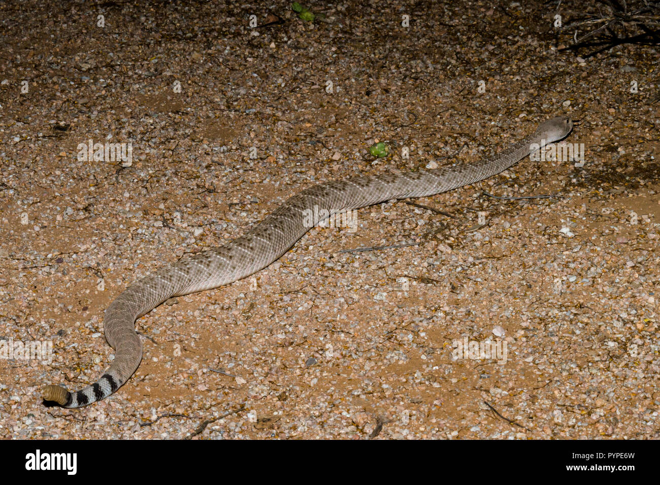 A Western Diamondback rattlesnake (Crotalus atrox) hunting at night for