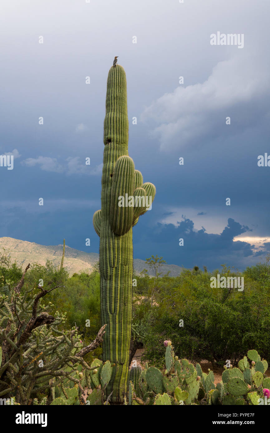A young Saguaro (Carnegiea gigantea) in the Sonoran Desert, with few arms and nest holes. Tucson Stock Photo