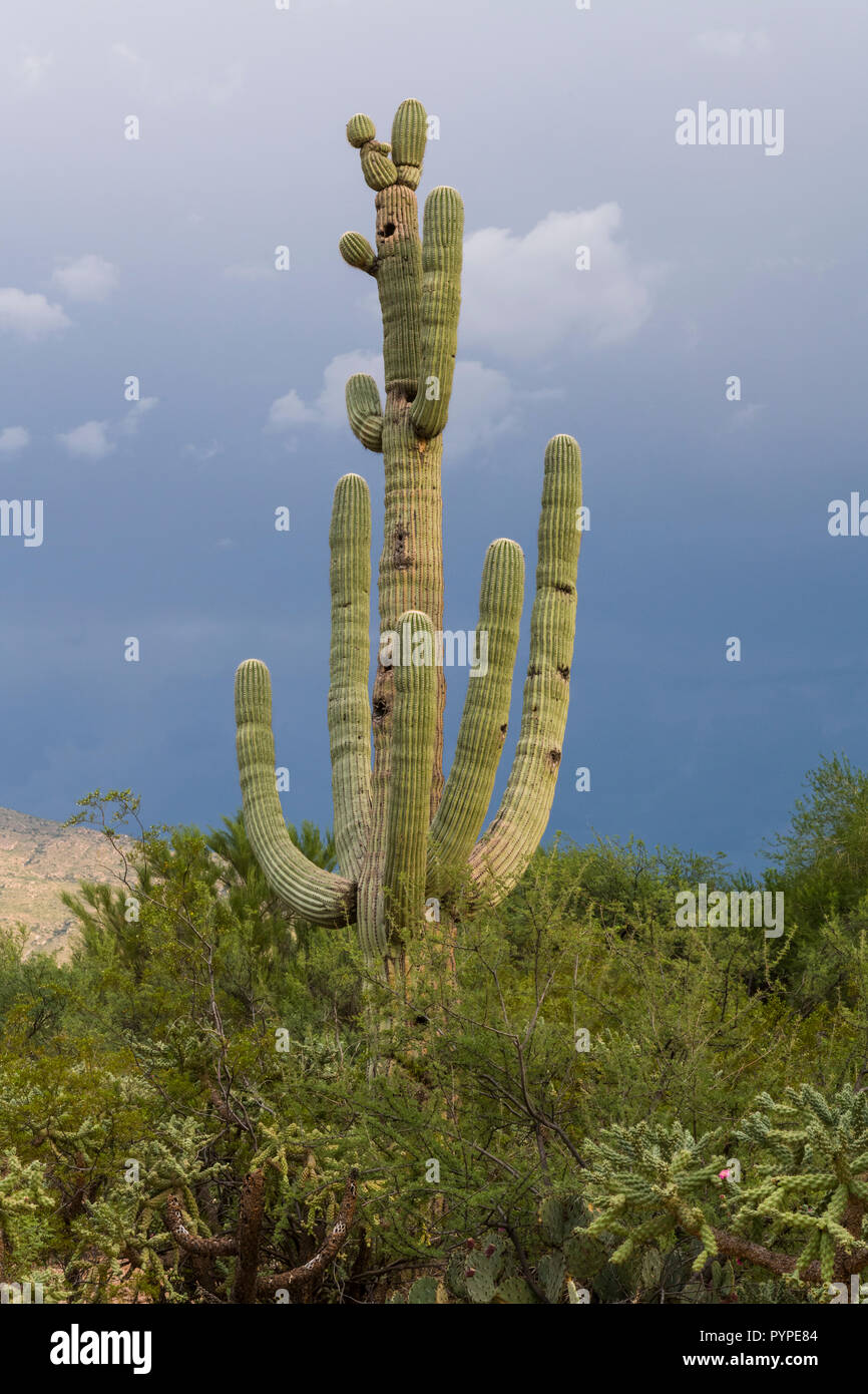 An old Saguaro (Carnegiea gigantea) in the Sonoran Desert, with many large arms and nest holes. Tucson Stock Photo