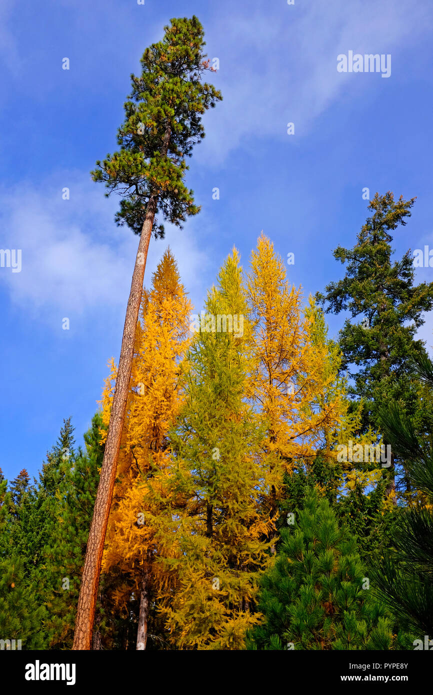 A mixture of Western Larch trees, Larix occidentalis, and Ponderosa pine trees in the Deschutes National Forest in Oregon. Large trees turns gold in t Stock Photo