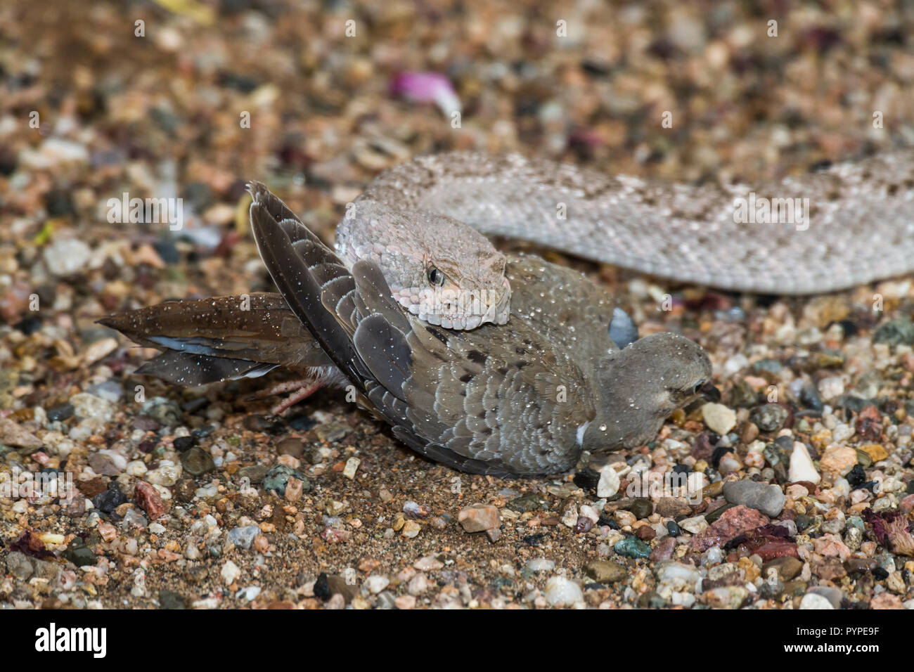 A Western Diamondback rattlesnake (Crotalus atrox) strikes, catches and then swallows a Morning Dove (Zenaida macroura). (Arizona) Stock Photo